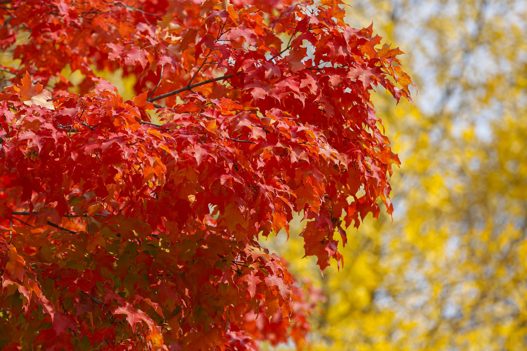 Fall Colors 5